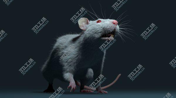 images/goods_img/20210312/Rat (Fur) 3D model/5.jpg